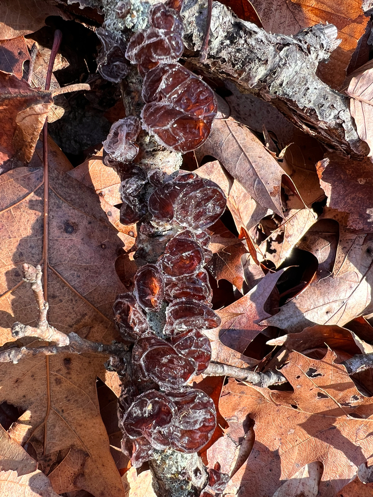 Exidia crenata · December 2025 · photo: © bdthomas (iNaturalist, cc-by)