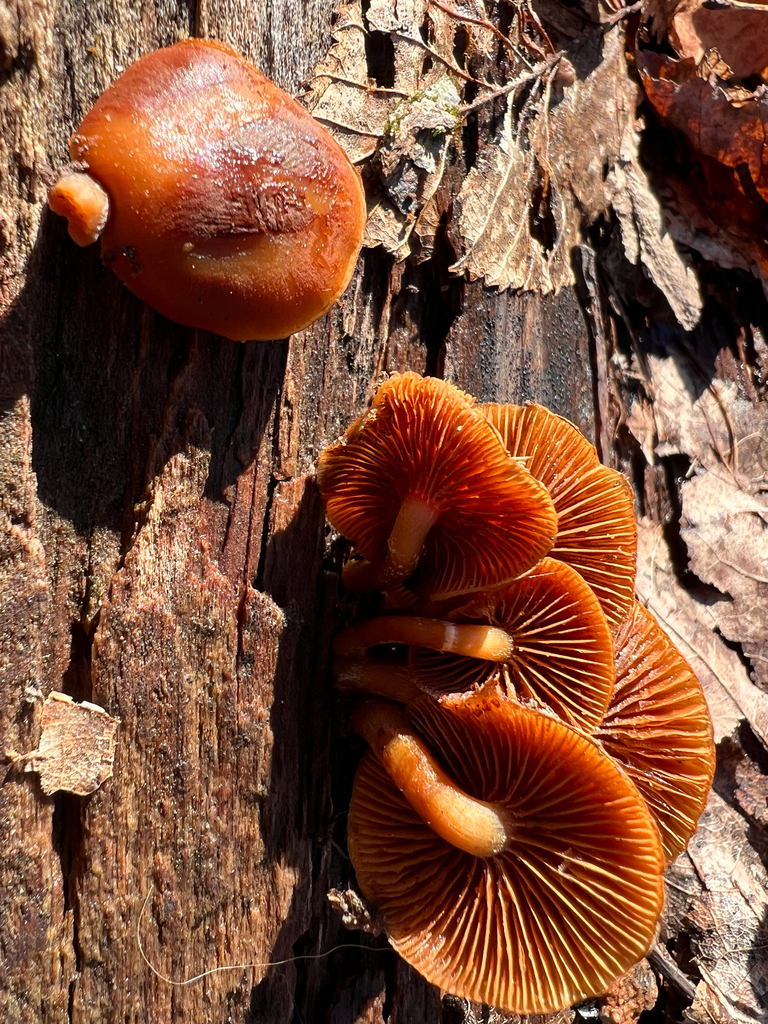 Galerina marginata · December 2025 · photo: © bdthomas (iNaturalist, cc-by)