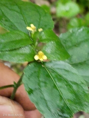 Calyptocarpus brasiliensis, photograph (c) Seba Fernández, some rights reserved (CC BY)