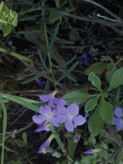 Campylanthus glaber image