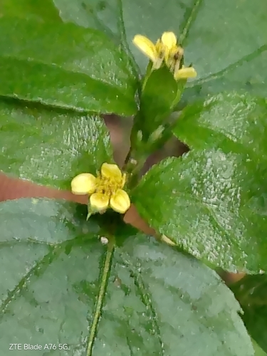 Calyptocarpus brasiliensis, photograph 4
