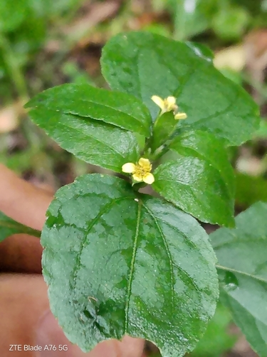 Calyptocarpus brasiliensis, photograph 5