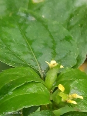 Calyptocarpus brasiliensis, photograph (c) Seba Fernández, some rights reserved (CC BY)