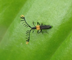 Leptolycus flavoapicalis