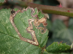 Stigmella aurella