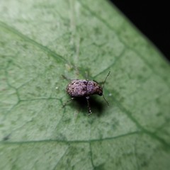 Araecerus