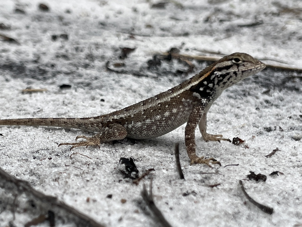 Rodrigues' Lava Lizard