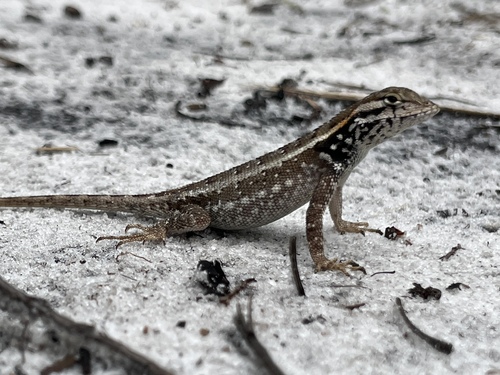 Rodrigues' Lava Lizard