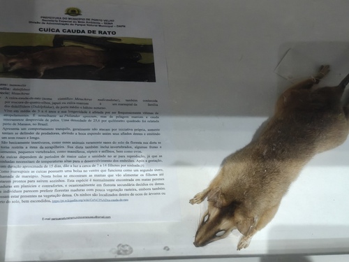 Common Brown Four-eyed Opossum