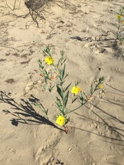 Eulobus crassifolius