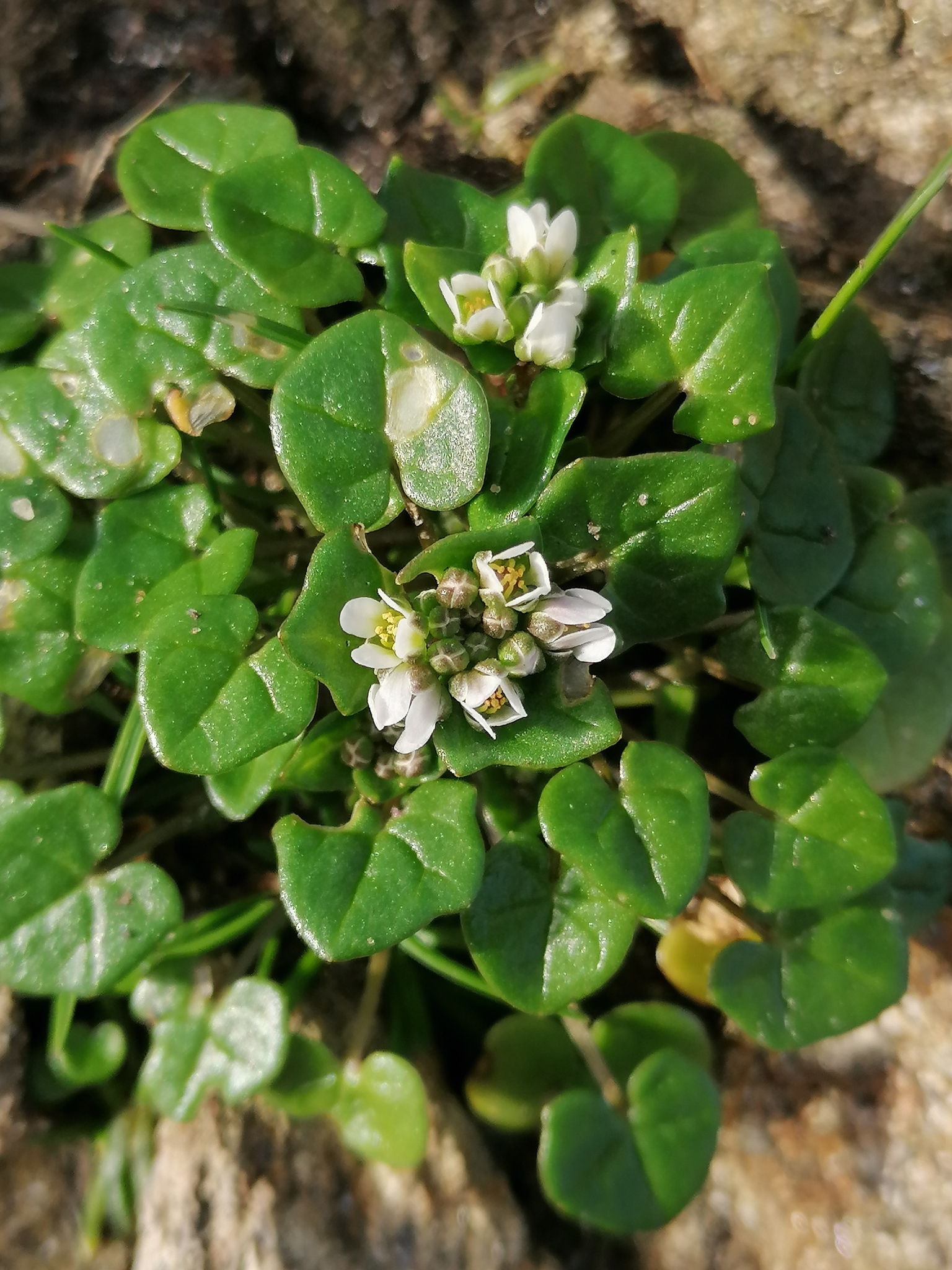 Cochlearia danica