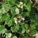 Cochlearia danica - Photo (c) Butor and Gogol, μερικά δικαιώματα διατηρούνται (CC BY-NC), uploaded by Butor and Gogol