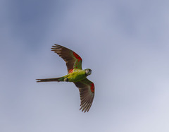 Chestnut-Fronted Macaw photo 1