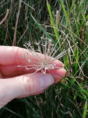 Daucus carota gummifer