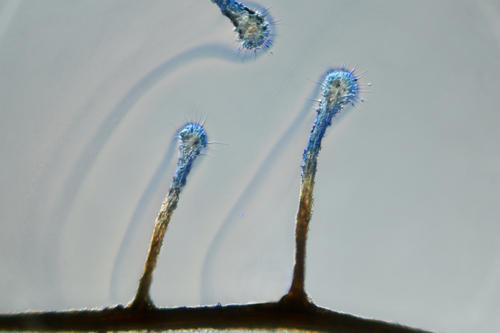 Ophiocordyceps sp. (Hirsutelloid)