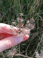 Daucus carota gummifer