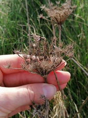 Daucus carota gummifer