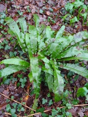 Asplenium scolopendrium