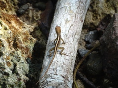 Anolis sagrei sagrei