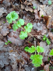 Heracleum sphondylium