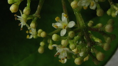 Zanthoxylum petiolare