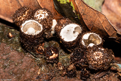 Cyathus
