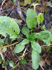 Dipsacus pilosus