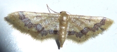 Idaea violacea
