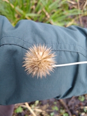 Dipsacus pilosus