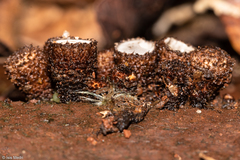 Cyathus