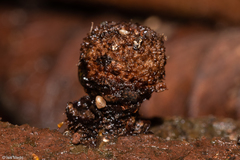 Cyathus