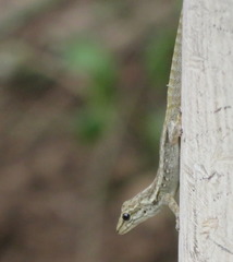 Lygodactylus angolensis