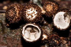 Cyathus