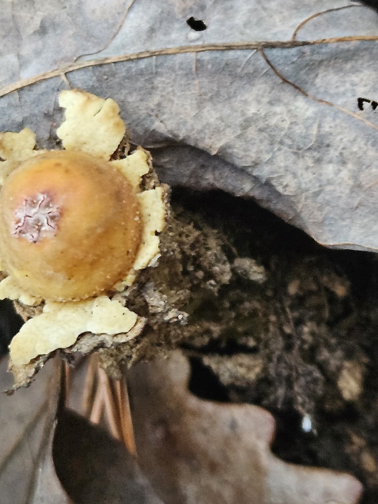 Calostoma lutescens · December 2025 · photo: © willingarden (iNaturalist, cc-by)