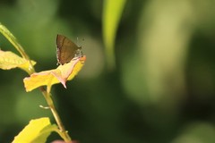 Heliophorus