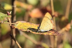 Heliophorus androcles