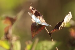 Heliophorus androcles