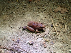 Eleutherodactylus atkinsi