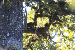 Callosciurus pygerythrus