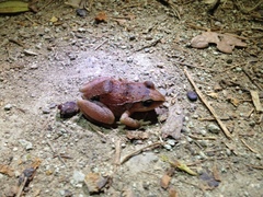 Eleutherodactylus atkinsi