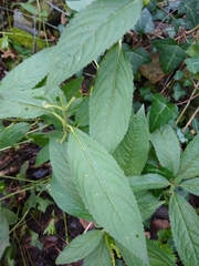 Mercurialis perennis