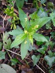 Mercurialis perennis