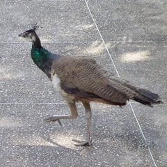 Pavo cristatus