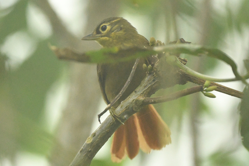Montane Foliage-gleaner (Anabacerthia striaticollis)