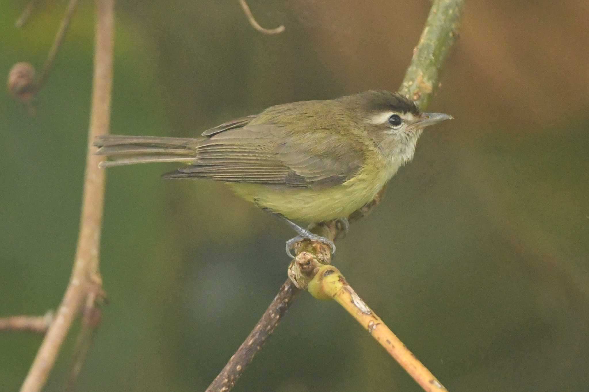 Brown-capped Vireo (Vireo leucophrys), photo 3
