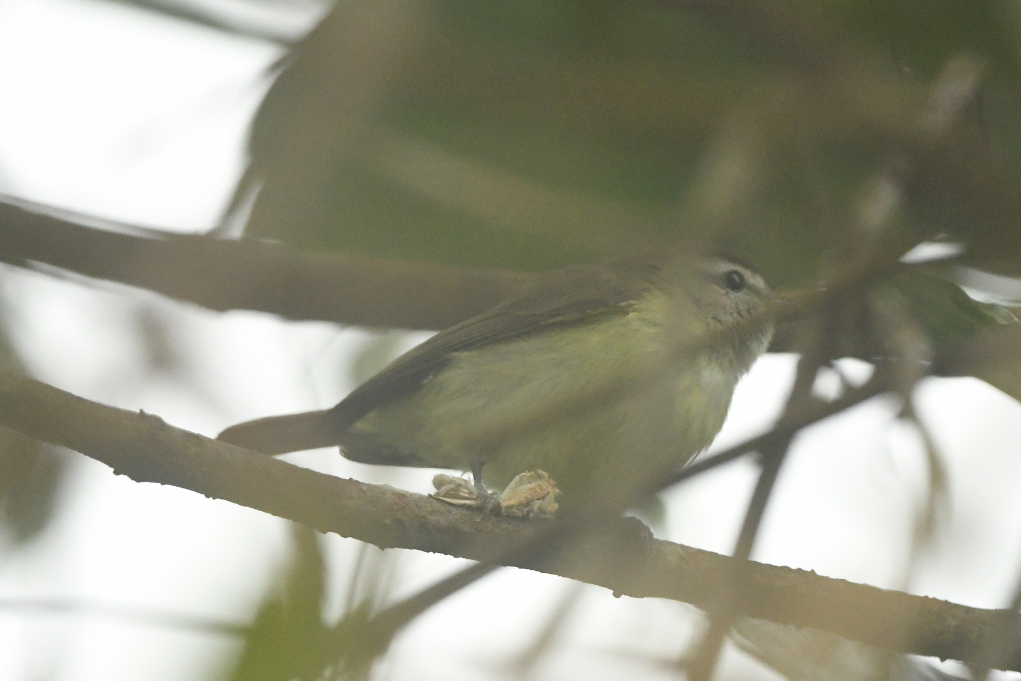 Brown-capped Vireo (Vireo leucophrys), photo 4