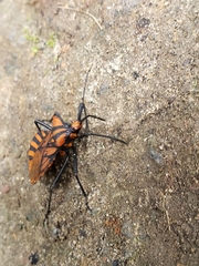 Spartocera pantomima