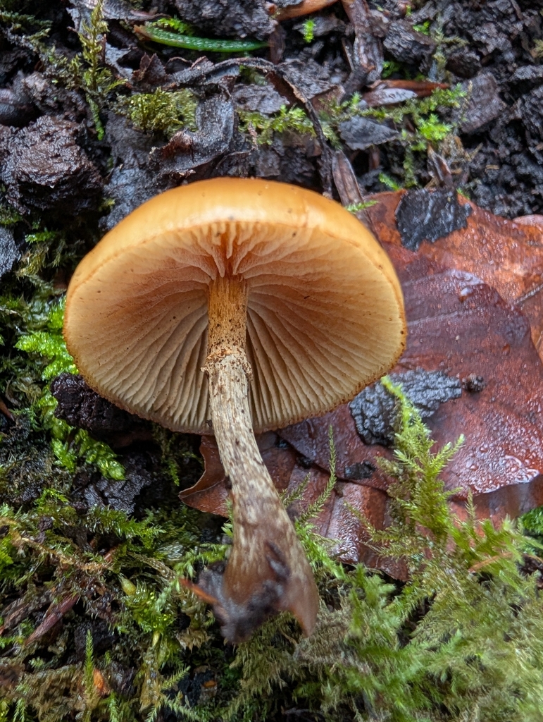 Galerina marginata · December 2025 · photo: © pilmar (iNaturalist, cc0)