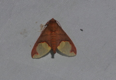 Epimolis