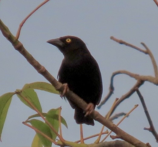 Vieillot's Black Weaver (Ploceus nigerrimus), photo 8